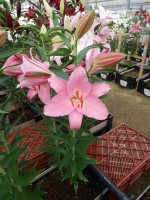 [5336 Monsano VH No01.JPG]